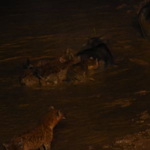 Hyena hunting a buffalo