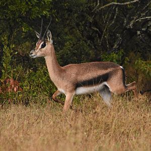 Grant's gazelle female