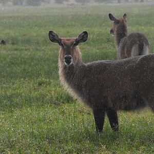Defassa waterbuck