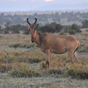 Jackson's hartebeest