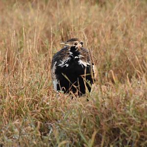 Black-bellied bustard