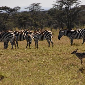 Black-backed jackal & Grant's zebra