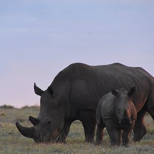 Southern white rhino