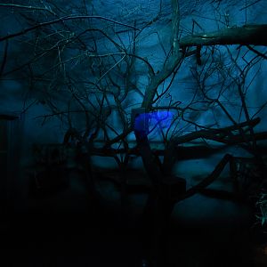 Panay cloud rat enclosure