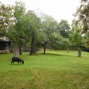Lowland anoa paddock