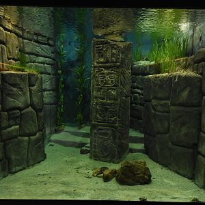 Lake Titicaca frog tank