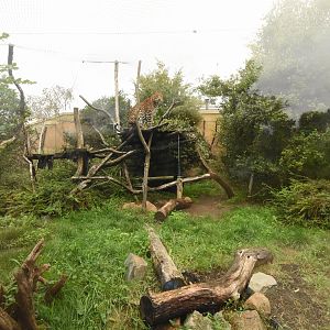 Javan leopard enclosure