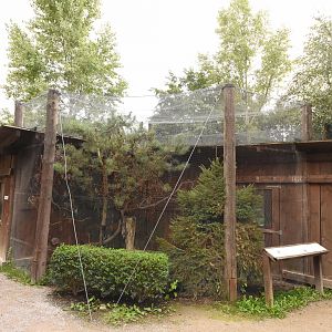 European aviary - Tengmalm's  owl