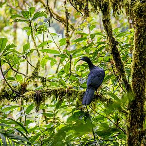 Black guan, Chamaepetes unicolor