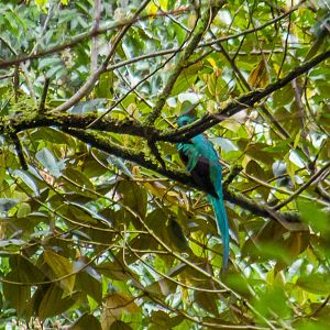 Resplendent quetzal, Pharomachrus mocinno costaricensis