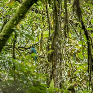 Resplendent quetzal, Pharomachrus mocinno costaricensis