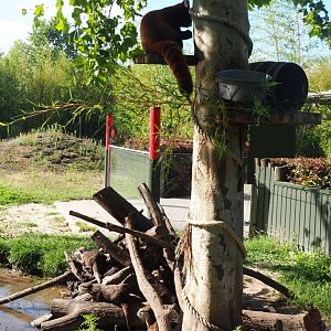 Red panda tree and Asian small-clawed otter logs, 2019-06-01
