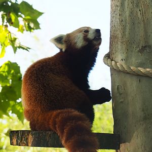 Red panda (Ailurus fulgens), 2019-06-01