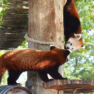 Red pandas (Ailurus fulgens), 2019-06-01