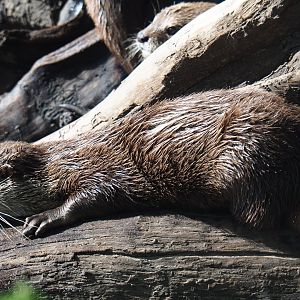 Asian small-clawed otter (Aonyx cinerea), 2019-06-01