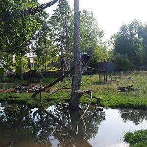 Red panda and Asian-small clawed otter exhibit, 2019-06-01