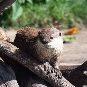 Asian small-clawed otter (Aonyx cinerea), 2019-06-01