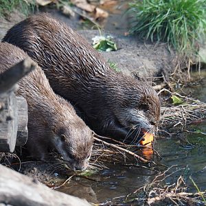 Asian small-clawed otters (Aonyx cinerea), 2019-06-01