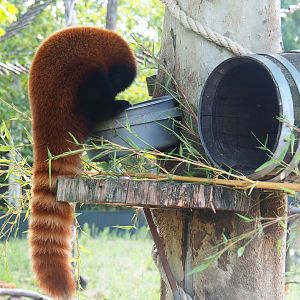 Red panda (Ailurus fulgens), 2019-06-01