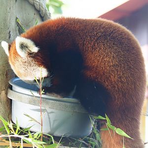 Red panda (Ailurus fulgens), 2019-06-01