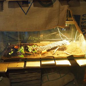 Pachnoda beetle terrarium, 2019-06-01