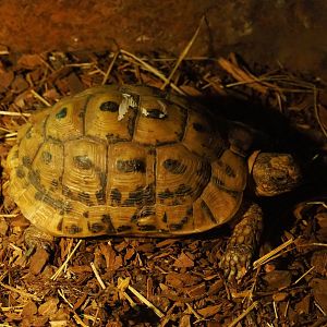 Hermann's tortoise (Testudo hermanni), 2019-06-01