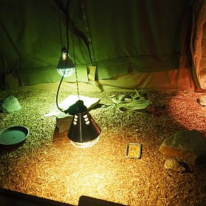 Hermann's tortoise pen, 2019-06-01