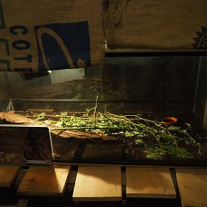 Terrarium Thorny devil stick insects (Eurycantha calcarata), 2019-06-01