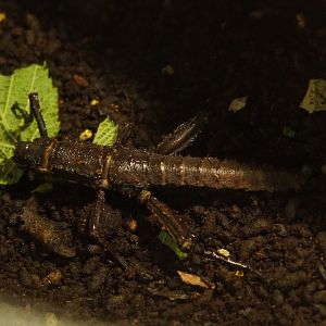 Thorny devil stick insect (Eurycantha calcarata), 2019-06-01
