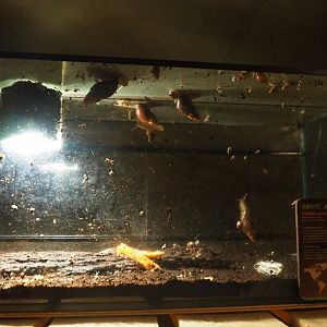 Terrarium giant African land snails (Achatina fulica), 2019-06-01