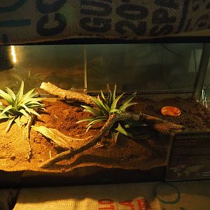 Terrarium San Francisco garter snake, 2019-06-01