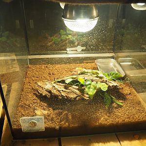 Terrarium Mexican red-knee tarantula (Brachypelma smithi), 2019-06-01