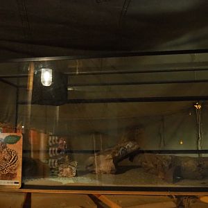 Seemingly disused terrarium leopard gecko, 2019-06-01