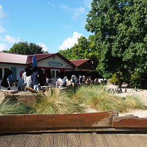 Boulders Beach - African black-footed penguin exhibit and terrace area near main building, 2019-06