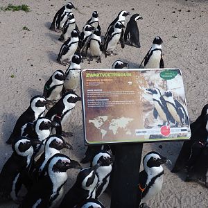Sign African penguin and African black-footed penguins (Spheniscus demersus), 2019-06-01