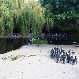 Boulders Beach - African black-footed penguin exhibit, 2019-06