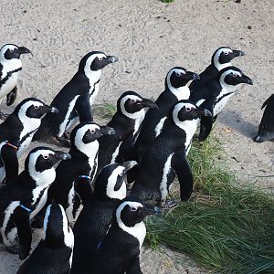African black-footed penguins (Spheniscus demersus), 2019-06-01