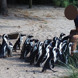 Keeper feeding African black-footed penguins (Spheniscus demersus), 2019-06-01