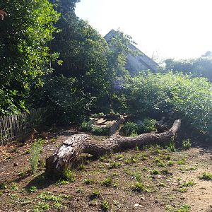 Patagonian mara exhibit, 2019-06-01