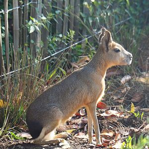 Patagonian mara (Dolichotis patagonum), 2019-06-01
