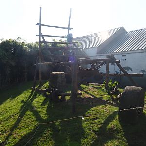 Eastern chimpanzee exhibit, 2019-06-01