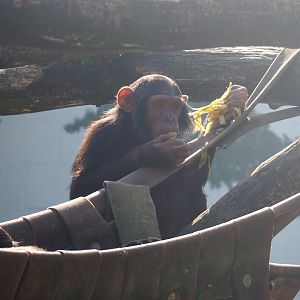 Juvenile Eastern chimpanzee (Pan troglodytes schweinfurthii), 2019-06-01