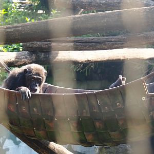 Eastern chimpanzees (Pan troglodytes schweinfurthii) in firehose hammock, 2019-06-01