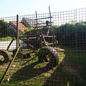 Eastern chimpanzee exhibit, 2019-06-01