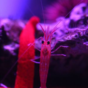 Unkown Shrimp