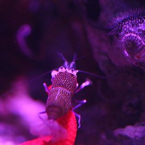 Spotted Bumblebee Shrimp (Gnathophyllum elegans)