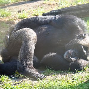 Eastern chimpanzee (Pan troglodytes schweinfurthii), 2019-06-01