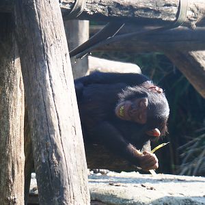 Juvenile Eastern chimpanzee (Pan troglodytes schweinfurthii), 2019-06-01