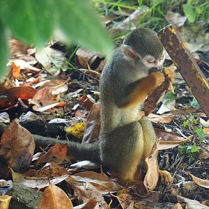 Common squirrel monkey (Saimiri sciureus), 2019