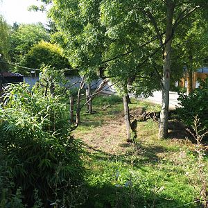 Common squirrel monkey and Asian small-clawed otter exhibit, 2019-06-01
